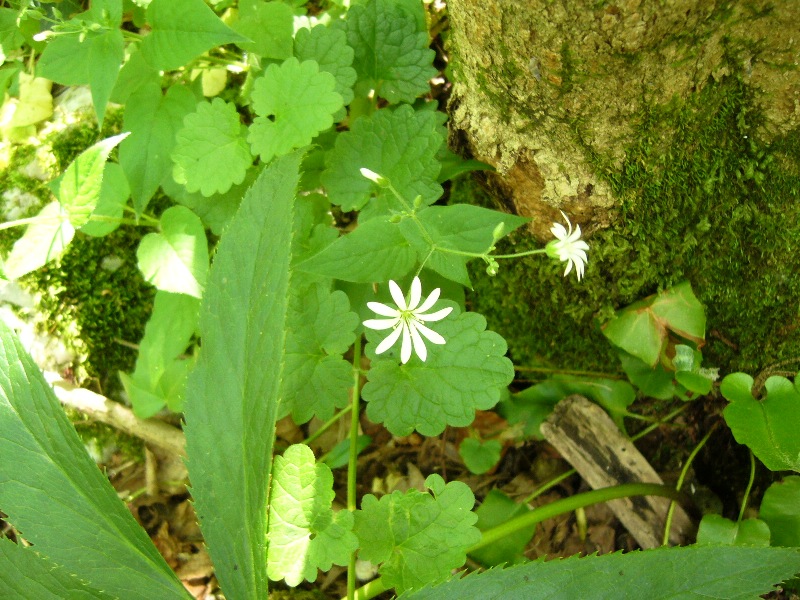 Stellaria nemorum